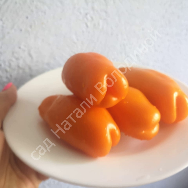 Томат Эрос