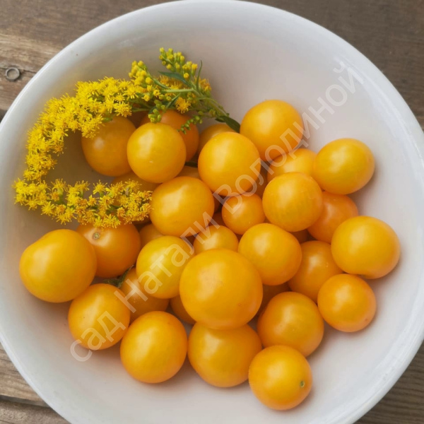  Томат Summer Sun Саммер Сан