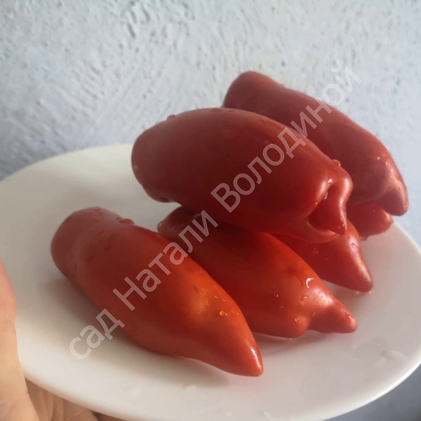 томат Андин