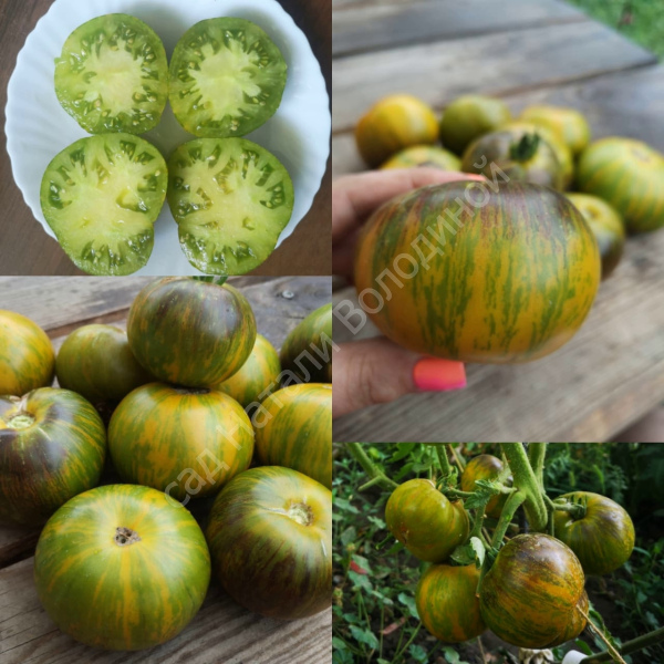 Томат Xanadu Green Goddess (Зелѐная Богиня Ксэнэда)