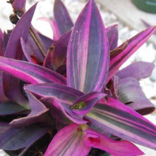 Комнатные растения Tradescantia pallida purpurea variegata Pink Stripe (Розовая полоса).