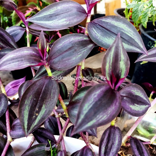 Комнатное растение Zebrina pendula Purple Joy (Фиолетовая Радость)