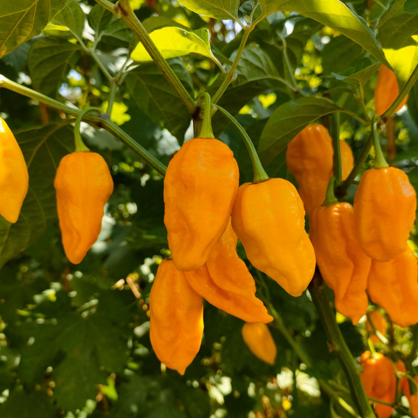 Перец Фатали Жёлтый(Fatalii Yellow)