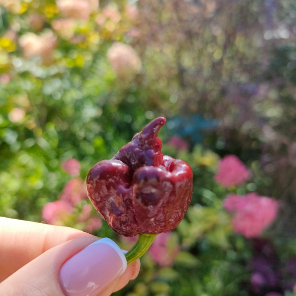 Carolina Reaper Chocolate