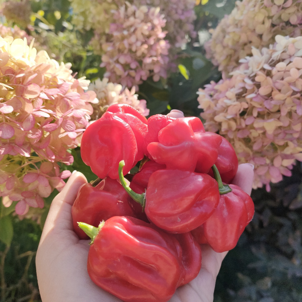 Habanero Red  Хабанеро красный (Capsicum chinense).