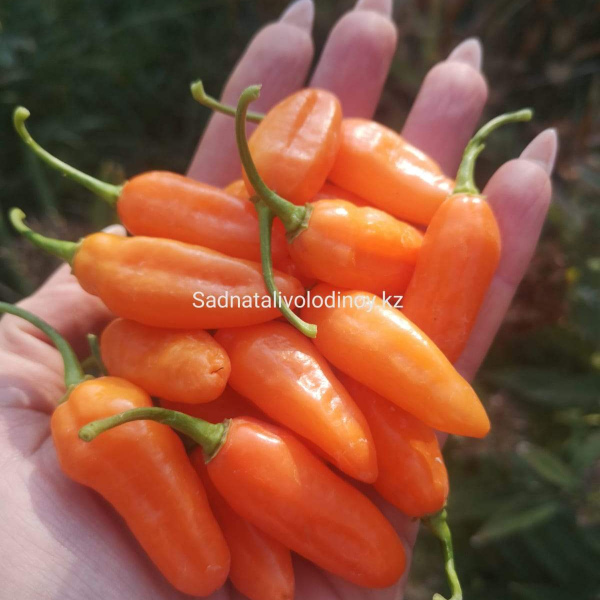  Перец острый Maraba Orange Мараба оранжевая. (Capsicum chinense).