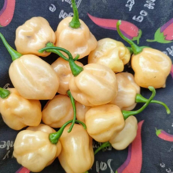 Перец острый Habanero Pastel