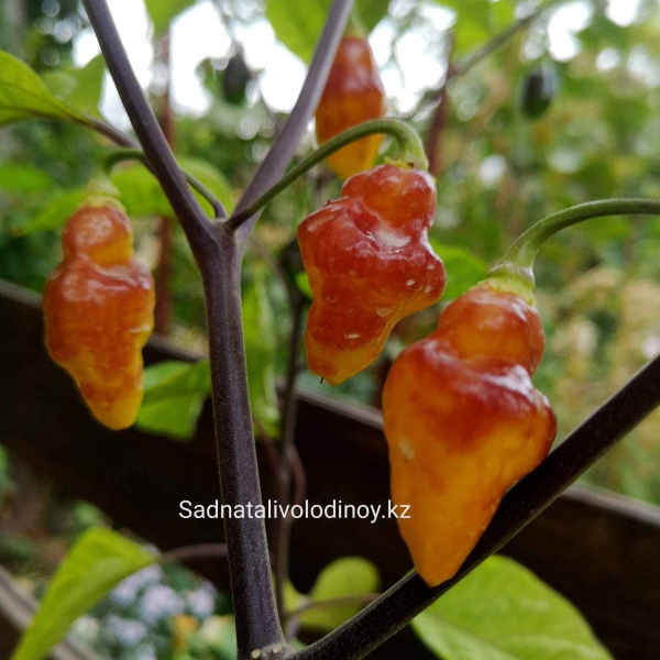  Перец острый Puerto Rican Yellow.Пуэрто Рико Желтый. (Capsicum chinense).