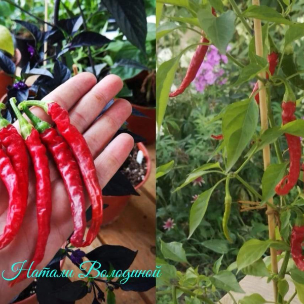 Перец  острый Кайен Красный (Cayenne Red Chili Pepper)