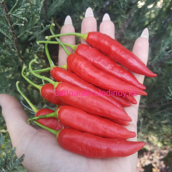 Перец острый Aji Crystal(усл)