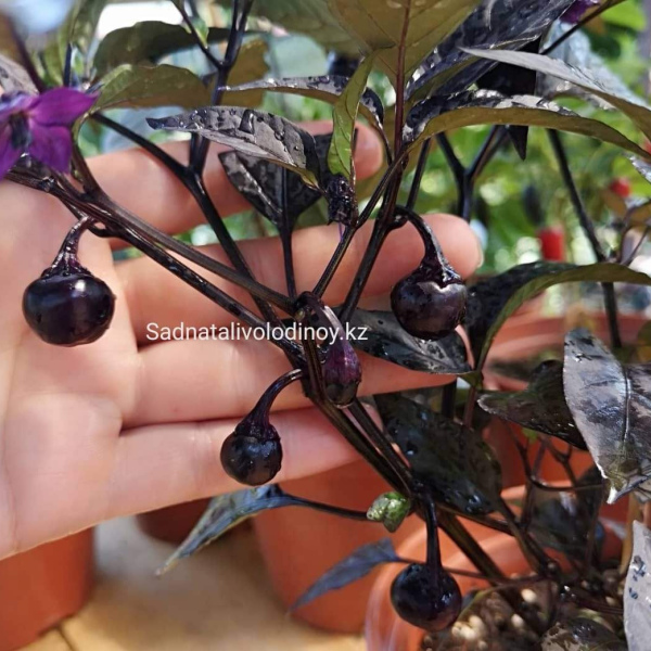 Перец острый “Черная жемчужина” (Capsicum annuum longum group ‘Black Pearl’)