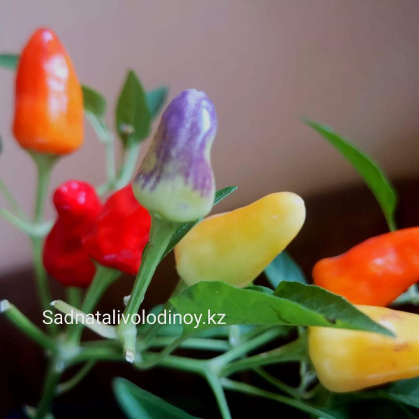 Перец острый Aladdin,Аладдин. (Capsicum annuum).