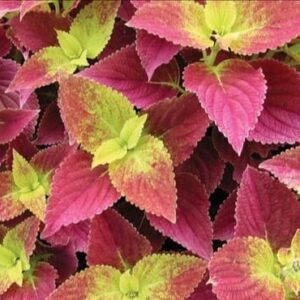 Колеус Alabama Sunset