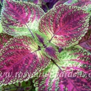 Колеус Allison