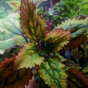 Колеус Анастас