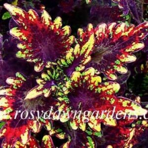 Колеус Blair s Witch