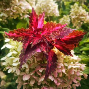 Колеус Brazilian nightmare