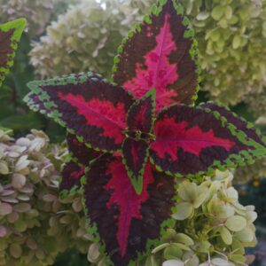 Колеус  Chameleon (Хамелеон)