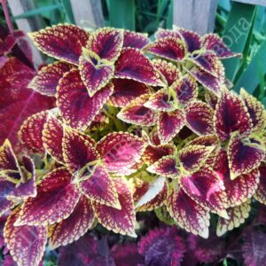 Колеус Coleosaurus