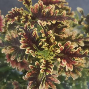 Колеус Copper Coral