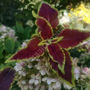 Колеус Российской селекции Дамские Пальчики