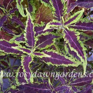 Колеус Дарт Вейдер Darth Vader