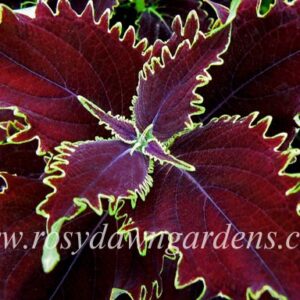 Колеус Felix (Феликс)