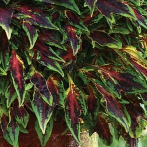 Колеус FlameThrower Chili Pepper