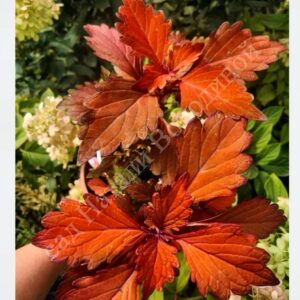 Колеус FlameThrower Habanero.НОВИНКА!!!