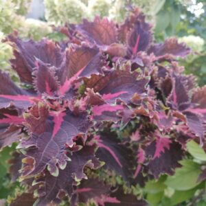 Колеус Flamingo