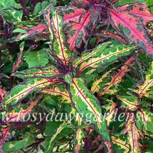 Колеус Fright Night