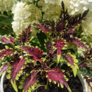 Колеус Гламурные Глазки