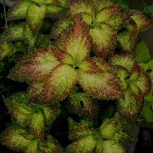 Колеус Glennis