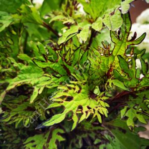 Колеус Gold Anemone