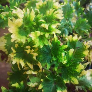 Колеус Gold twist