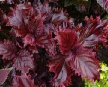 Колеус Грант Гранат