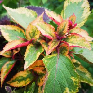 Колеус Green Chartreuse