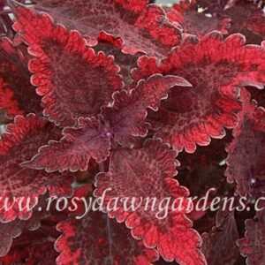 Колеус Hot Sauce