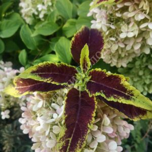 Колеус Илья Муромец