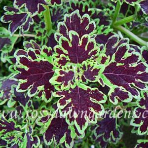 Колеус  Inky fingers