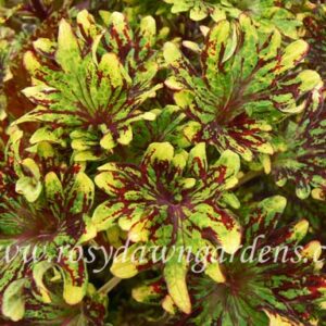 Колеус Kingwood Karnival (Кингвуд Карнавал)