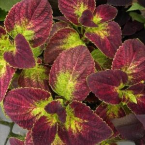 Колеус Kona Red (усл)