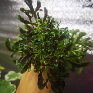 Колеус Люби меня LO