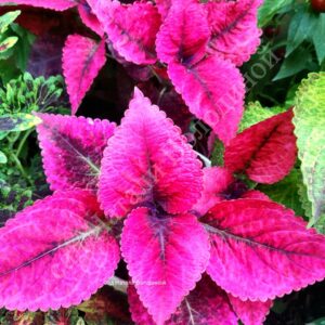 Колеус Mariposa