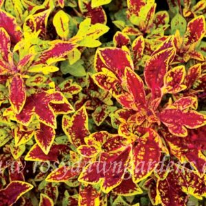 Колеус Marrakesh