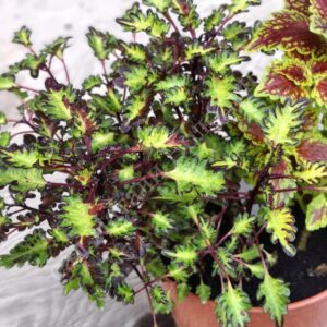 Колеус Monkey Rust