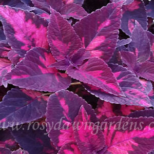 Колеус Morgan Le Fay