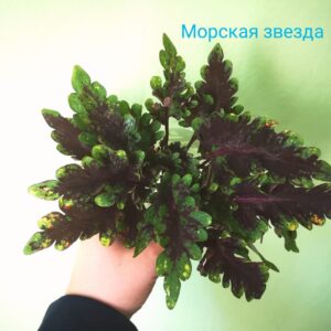 Колеус Морская звезда