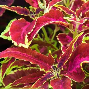 Колеус Ms Pilkington