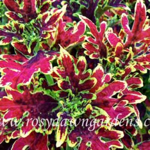 Колеус New Hurricane